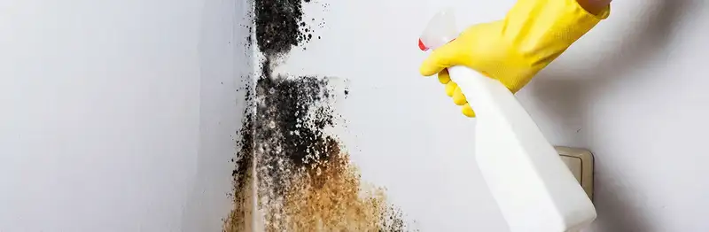 visible mold growth on an interior wall being treated during mold removal service in Cape Coral, FL